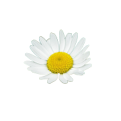 camonilla2 240x180